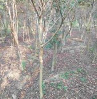 紫薇價(jià)格，紫薇基地，南京紫薇價(jià)格