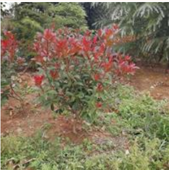 紅葉石楠價(jià)格，紅葉石楠基地，紅葉石楠小苗