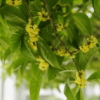桂花