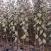 浙江供應規(guī)格齊全紅葉李