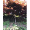 浙江紅楓5