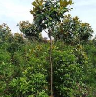 緊急處理占地4--5公分廣玉蘭，價(jià)格優(yōu)惠