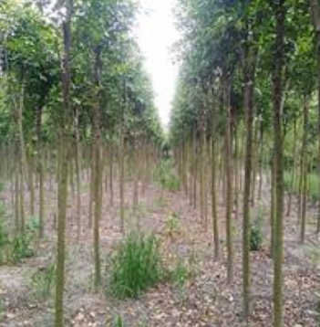 供應1--10公分大葉女貞