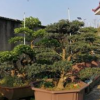 造型羅漢松 景觀羅漢松 小葉羅漢松 羅漢松盆景