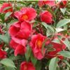 供正宗、優質紅花油茶苗
