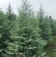 鵬程雪松