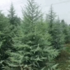 鵬程雪松