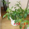 大量批發盆栽植物 夜來香 家庭 辦公室 丁香凈化空氣驅蚊