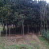 廣玉蘭，紫荊，紅玉蘭，皂角，河南廣玉蘭