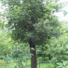 五角楓，三角楓，黃櫨，杜仲，桂花，流蘇，山茱萸，