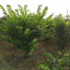 武漢豐沃園園林綠化有限公司苗圃提供叢生紫荊