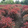 新19年南京紅葉石楠凈球行情價格，低售價