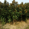 *新廣玉蘭價格，廣玉蘭小苗基地