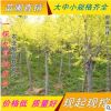 金葉榆直銷 樹形優美姿態喜人2-10公分高干中華金葉榆樹 規格齊全