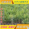 基地優質白皮松 白皮松價格白皮松基地白皮松樹苗