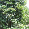 長期供應(yīng)桂花球（叢生桂花）桂花報(bào)價(jià)