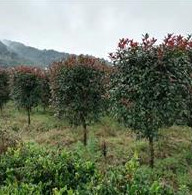 福建地區(qū)供應(yīng)紅葉石楠柱