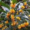 桂花樹苗批發嫁接桂花樹盆栽地栽苗沉香金桂觀賞風景苗園林常綠苗