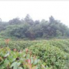 紅葉石楠球行情報(bào)價(jià)\紅葉石楠球圖片展示