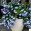 藤本攀援爬藤植物 藍(lán)雪花苗 盆栽花卉 防霧霾