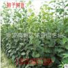 柿子樹 現貨供應大規格柿子樹價格 5公分8公分10公分柿子樹產地