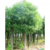 香樟2報(bào)價(jià)/安徽香樟2報(bào)價(jià)