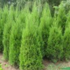蜀檜行情報(bào)價(jià)\蜀檜圖片展示