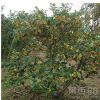 桂花基地批發桂花盆栽、嫁接桂花樹園林桂花苗木正規