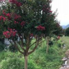浙江嵊州紫薇 火箭紅紫薇 速生紫薇 老紫薇