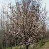安徽紅葉李3批發(fā)/供應(yīng)