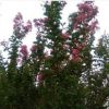 紅葉石蘭 幼苗 成苗 江津花椒 種植 果樹苗手機(jī)1383418078