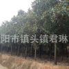 風景樹廣玉蘭樹苗 綠化玉蘭苗批發 廣玉蘭苗 8-10-15公分直徑