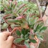 漳州多肉植物 錦晃星 老樁兔耳辦公室小盆栽基地種植批發