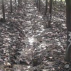 河南供應紅葉李紫葉李2規格齊全