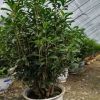 供應200天開花花草盆景天天聞著桂花香