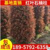 紅葉石楠柱