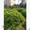 灌木瓜子黃楊球