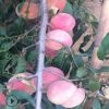 金秋紅蜜桃樹苗 金秋紅蜜桃苗多少錢一棵 基地批發金秋紅蜜桃樹苗