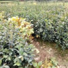 福建三明永明花圃供應(yīng)油茶苗