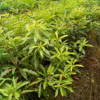 三明羅漢松小苗行情/福建杜英苗/油茶當(dāng)年苗價格