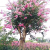 紅花紫薇14圖片/紅花紫薇14報價