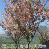 成都地區供應精品櫻花