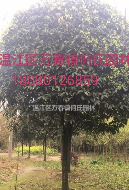 成都地區精品桂花性價比超高
