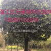 成都地區精品桂花性價比超高
