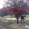 成都溫江地區大量供應精品紫葉李