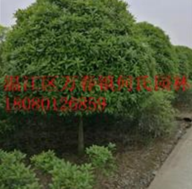 成都精品桂花大量供應精品桂花