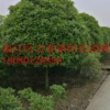 成都精品桂花大量供應精品桂花