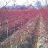 日本紅楓