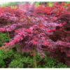 紅楓