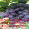 泰安專業杏樹苗培育基地 金太陽 凱特杏 紅豐 珍珠油杏 密特杏